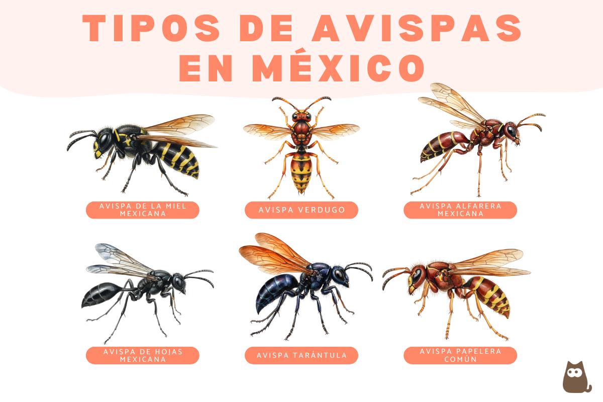 Tipos de avispas en México