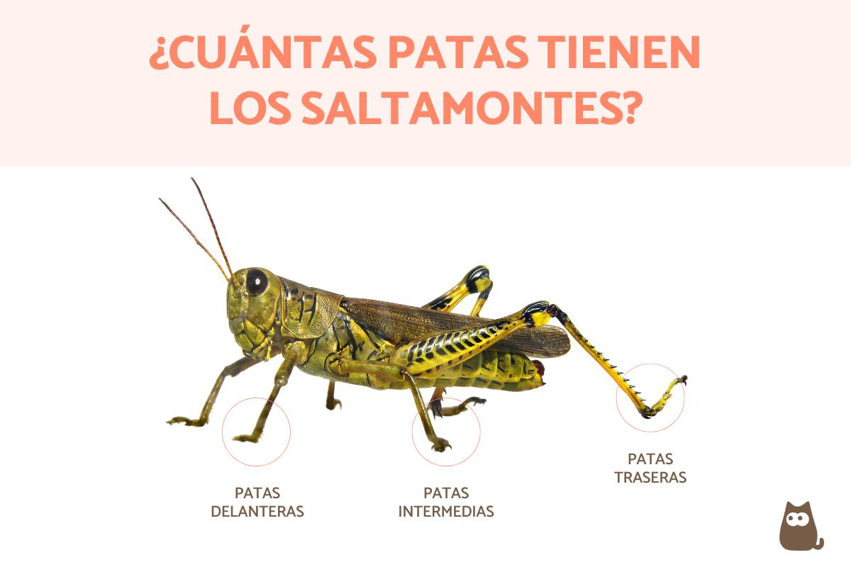 ¿Cuántas patas tiene un saltamontes?