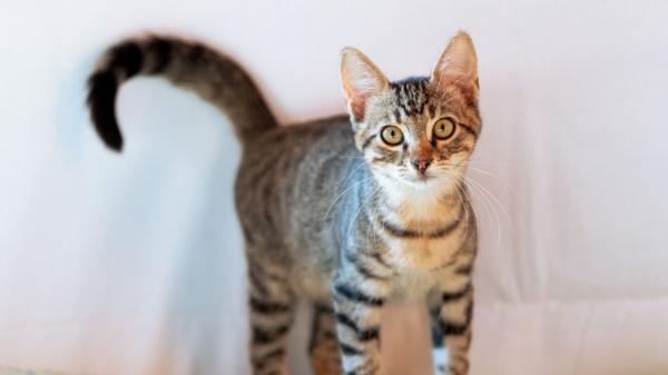 Los veterinarios coinciden: “Cuando un gato se acerca con la cola levantada significa que viene en son de paz” - La cola levantada indica que el gato se acerca con una actitud amistosa