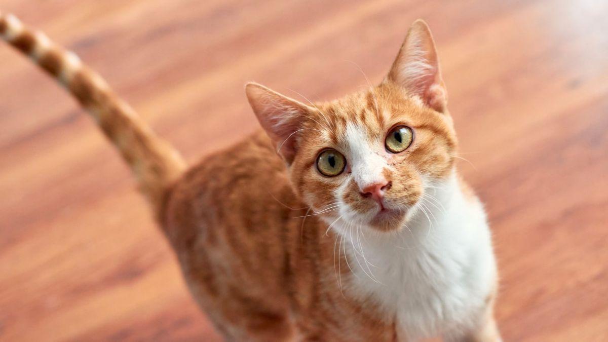 Los veterinarios coinciden: “Cuando un gato se acerca con la cola levantada significa que viene en son de paz”