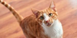 Los veterinarios coinciden: “Cuando un gato se acerca con la cola levantada significa que viene en son de paz”