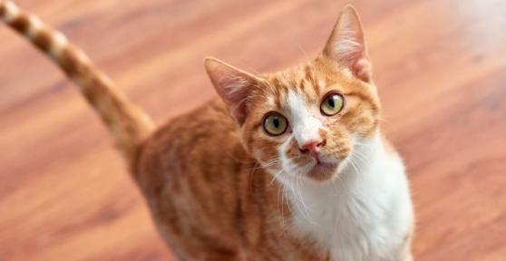 Los veterinarios coinciden: “Cuando un gato se acerca con la cola levantada significa que viene en son de paz”
