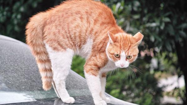 Los veterinarios coinciden: “Cuando un gato se acerca con la cola levantada significa que viene en son de paz” - No siempre significa que esté contento: los latigazos y la cola erizada alertan de su malestar
