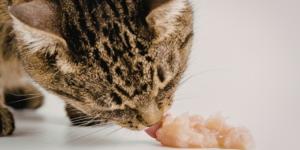 Nutrición felina: lo que tu gato necesita para estar sano