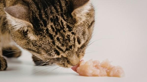 Nutrición felina: lo que tu gato necesita para estar sano