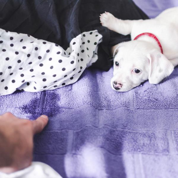 como hago para que mi perro deje de orinar cuando esta nervioso