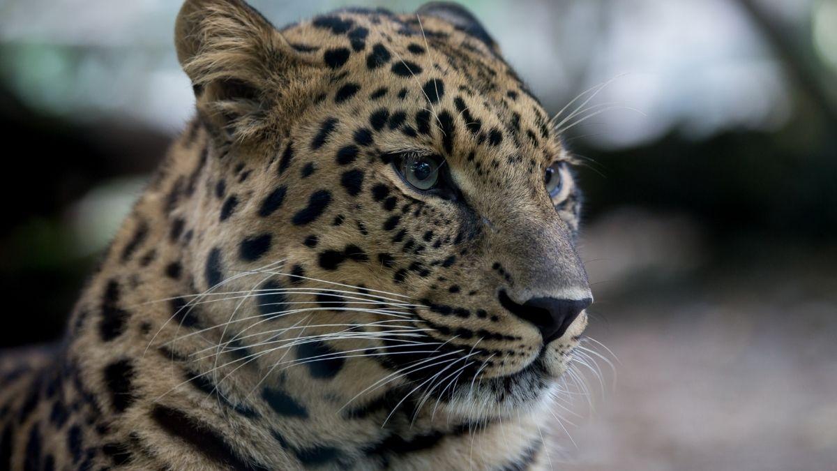 Al borde de la extinción: la lucha por salvar al leopardo de Amur, el felino más raro del mundo