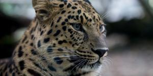 Al borde de la extinción: la lucha por salvar al leopardo de Amur, el felino más raro del mundo