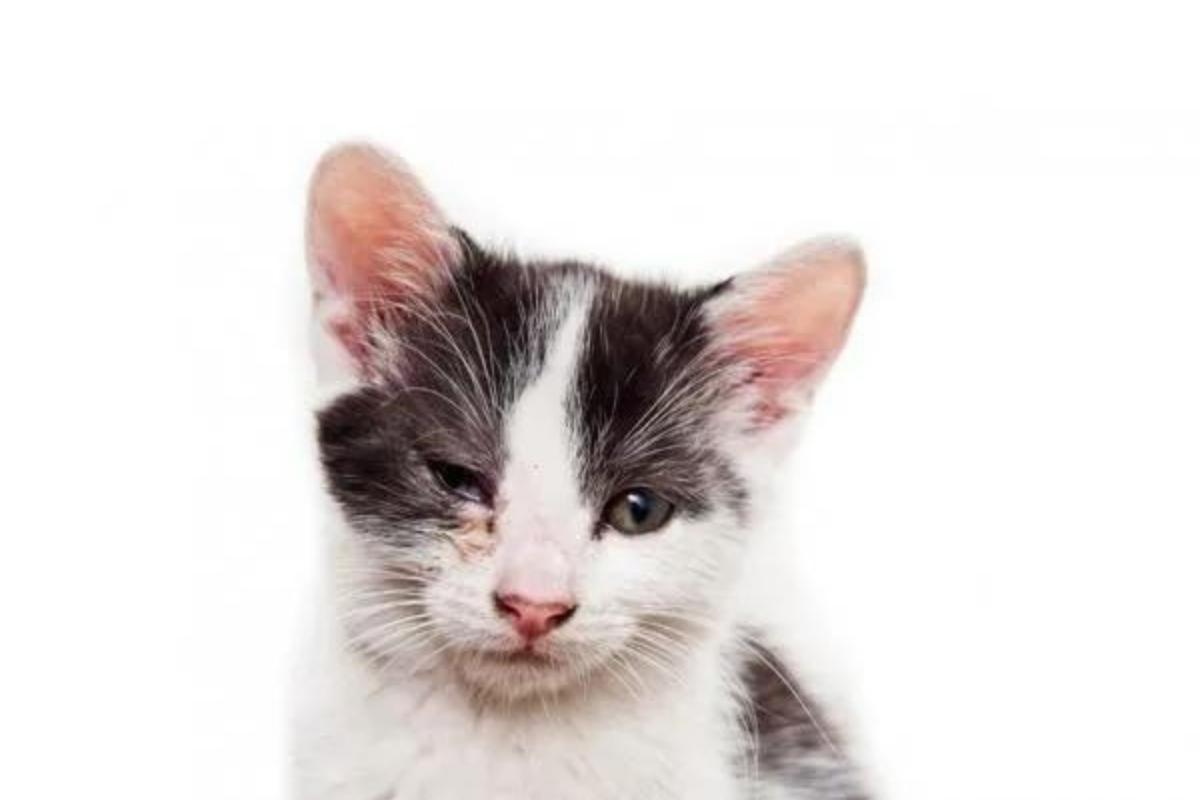 Blefaritis en gatos - Síntomas y tratamiento