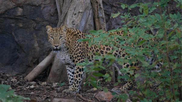 Al borde de la extinción: la lucha por salvar al leopardo de Amur, el felino más raro del mundo - La triste realidad de uno de los felinos más amenazados del planeta