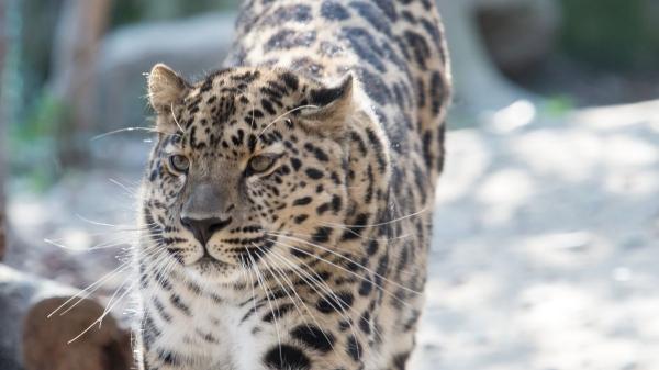 Al borde de la extinción: la lucha por salvar al leopardo de Amur, el felino más raro del mundo - Las asombrosas adaptaciones que lo hacen único