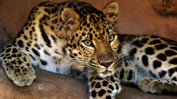 Al borde de la extinción: la lucha por salvar al leopardo de Amur, el felino más raro del mundo - Operación rescate: los esfuerzos globales por recuperar al leopardo de Amur