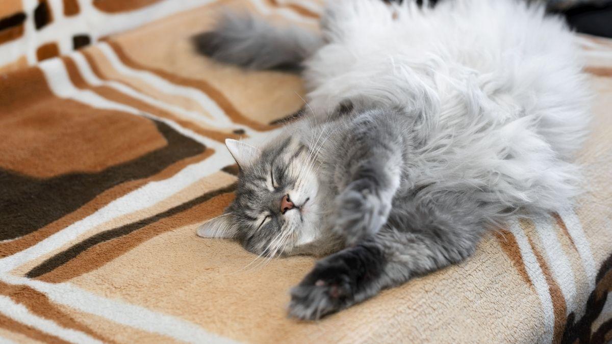 Lo que tu gato hace cuando se queda solo te dejará sin palabras: no esperas que su “vida secreta” sea así