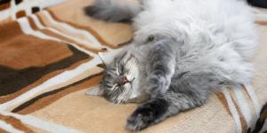 Lo que tu gato hace cuando se queda solo te dejará sin palabras: no esperas que su “vida secreta” sea así