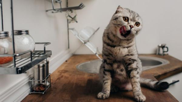 Lo que tu gato hace cuando se queda solo te dejará sin palabras: no esperas que su “vida secreta” sea así - Los cinco comportamientos más comunes cuando no estás