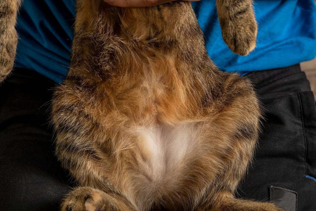 Mi gato tiene la barriga hinchada y blanda: causas y tratamientos