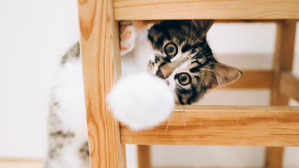 Lo que tu gato hace cuando se queda solo te dejará sin palabras: no esperas que su “vida secreta” sea así - No todos los gatos hacen lo mismo cuando se quedan solos