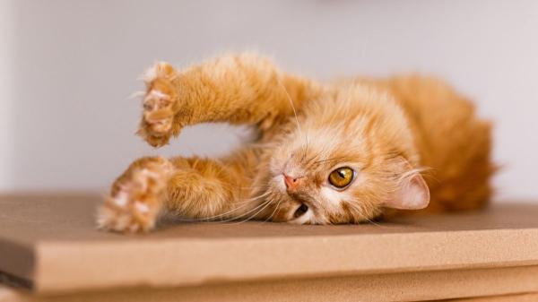 Lo que tu gato hace cuando se queda solo te dejará sin palabras: no esperas que su “vida secreta” sea así - Vigilar a tu gato es clave para su bienestar