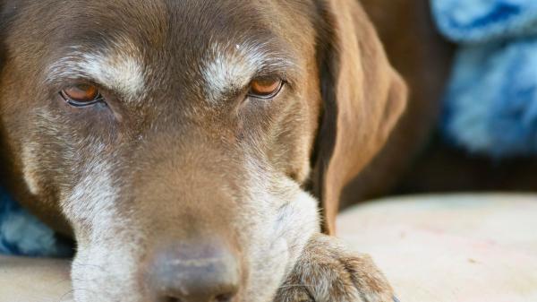 ¿Sabes realmente la edad de tu perro? La ciencia desmonta la regla de los siete años - El origen de un mito sin base científica