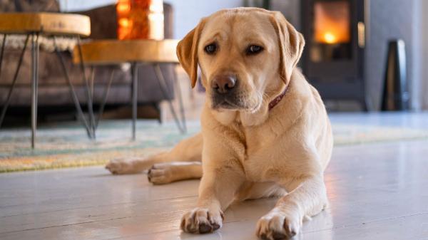 ¿Sabes realmente la edad de tu perro? La ciencia desmonta la regla de los siete años - No todos los perros envejecen igual