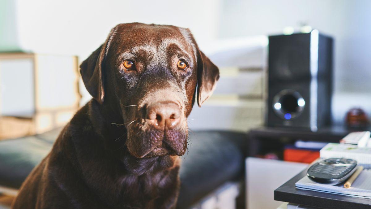 ¿Sabes realmente la edad de tu perro? La ciencia desmonta la regla de los siete años