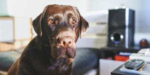 ¿Sabes realmente la edad de tu perro? La ciencia desmonta la regla de los siete años