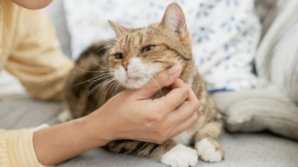 Carlos Gutiérrez, veterinario: “La ley permite dejar a un gato solo hasta tres días, pero jamás deberías hacerlo” - Aunque parezca suficiente, no siempre lo es: el detalle que puede dejar al gato sin comida ni agua