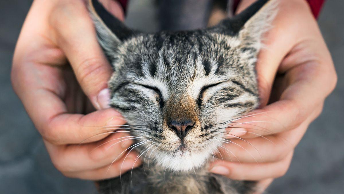 Carlos Gutiérrez, veterinario: “La ley permite dejar a un gato solo hasta tres días, pero jamás deberías hacerlo”