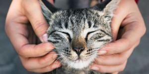 Carlos Gutiérrez, veterinario: “La ley permite dejar a un gato solo hasta tres días, pero jamás deberías hacerlo”