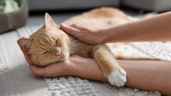 Carlos Gutiérrez, veterinario: “La ley permite dejar a un gato solo hasta tres días, pero jamás deberías hacerlo” - Lo que dice la ley sobre dejar a un gato solo en casa