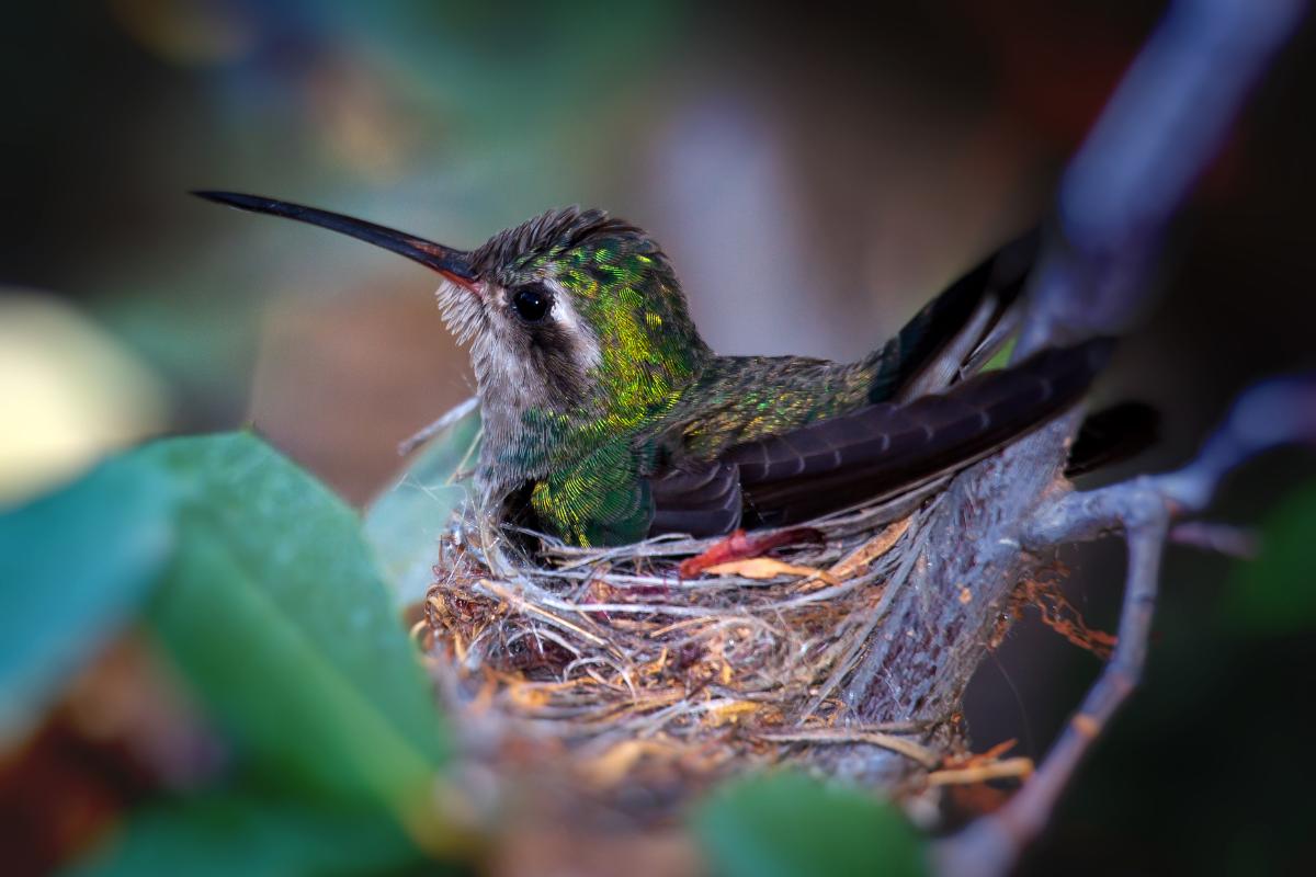 Nido de colibrí: cómo es, tamaño y fotos