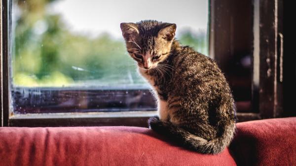 Carlos Gutiérrez, veterinario: “La ley permite dejar a un gato solo hasta tres días, pero jamás deberías hacerlo” - Por qué 72 horas puede ser un problema para tu gato, según los veterinarios