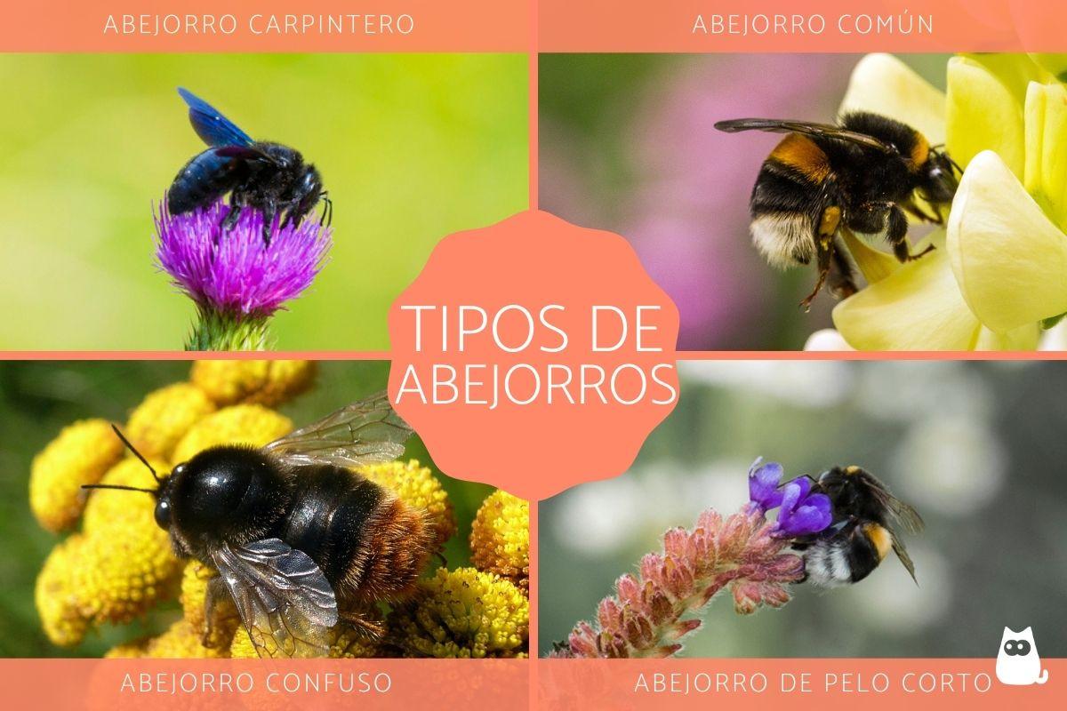 Tipos de abejorros