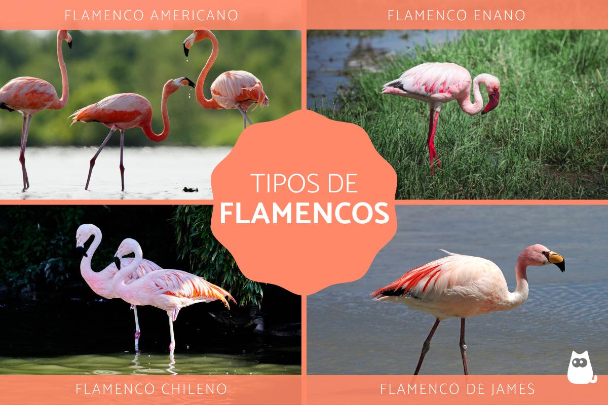 Tipos de flamencos