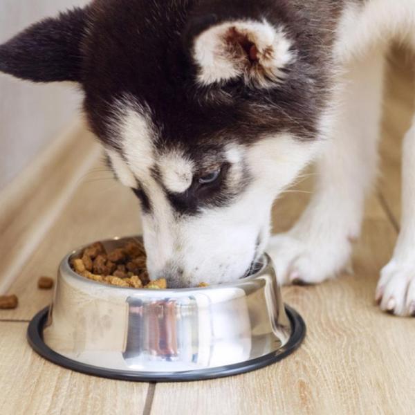 Cuál es la mejor comida para cachorros. Cuál es la mejor comida para cachorros.