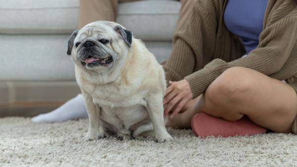Los veterinarios aclaran a qué edad envejece un perro y cómo adaptar sus cuidados: “No solo cambia su cuerpo, también cómo entiende el mundo” - En la vejez, lo que más necesita un perro no es solo cuidado: es sentirse acompañado