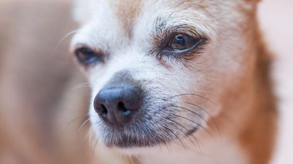 Los veterinarios aclaran a qué edad envejece un perro y cómo adaptar sus cuidados: “No solo cambia su cuerpo, también cómo entiende el mundo” - La edad a la que se considera que un perro es mayor, según los veterinarios