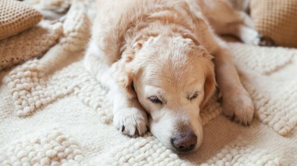 Los veterinarios aclaran a qué edad envejece un perro y cómo adaptar sus cuidados: “No solo cambia su cuerpo, también cómo entiende el mundo” - Los cambios en casa que ayudan a un perro mayor a vivir mejor