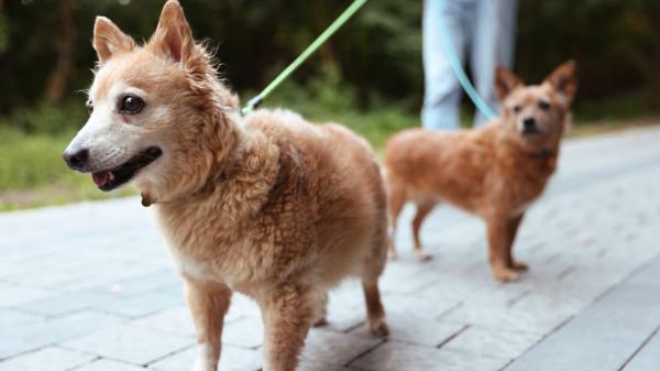 Los veterinarios aclaran a qué edad envejece un perro y cómo adaptar sus cuidados: “No solo cambia su cuerpo, también cómo entiende el mundo” - Los tres pilares que pueden cambiar la vida de un perro sénior: alimentación, ejercicio y mente