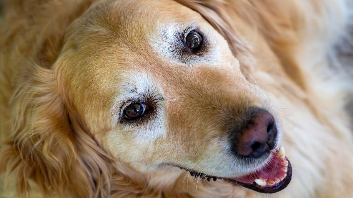 Los veterinarios aclaran a qué edad envejece un perro y cómo adaptar sus cuidados: “No solo cambia su cuerpo, también cómo entiende el mundo”