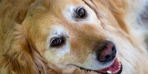 Los veterinarios aclaran a qué edad envejece un perro y cómo adaptar sus cuidados: “No solo cambia su cuerpo, también cómo entiende el mundo”