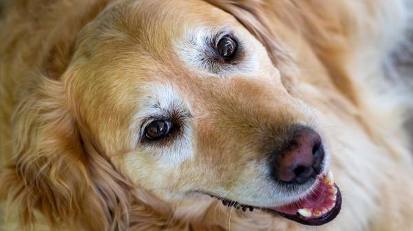 Los veterinarios aclaran a qué edad envejece un perro y cómo adaptar sus cuidados: “No solo cambia su cuerpo, también cómo entiende el mundo”