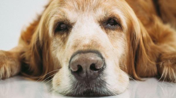 Los veterinarios aclaran a qué edad envejece un perro y cómo adaptar sus cuidados: “No solo cambia su cuerpo, también cómo entiende el mundo” - Qué ocurre cuando un perro envejece: cambios físicos, cognitivos y emocionales