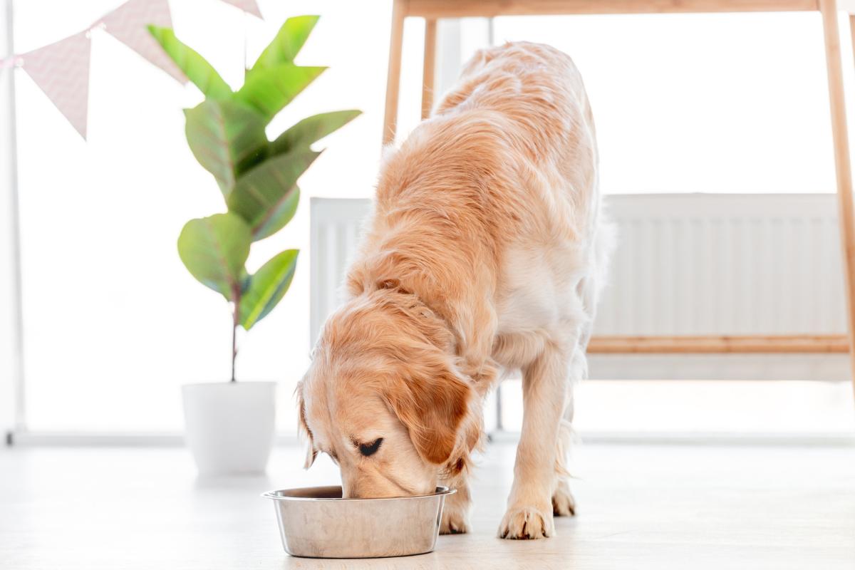 Cantidad de comida ideal para perros grandes