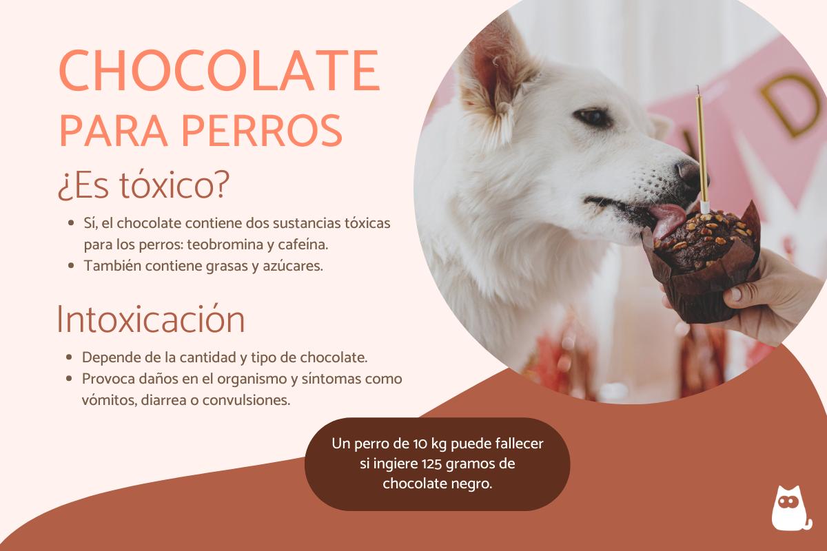 puede un perro morir de chocolate
