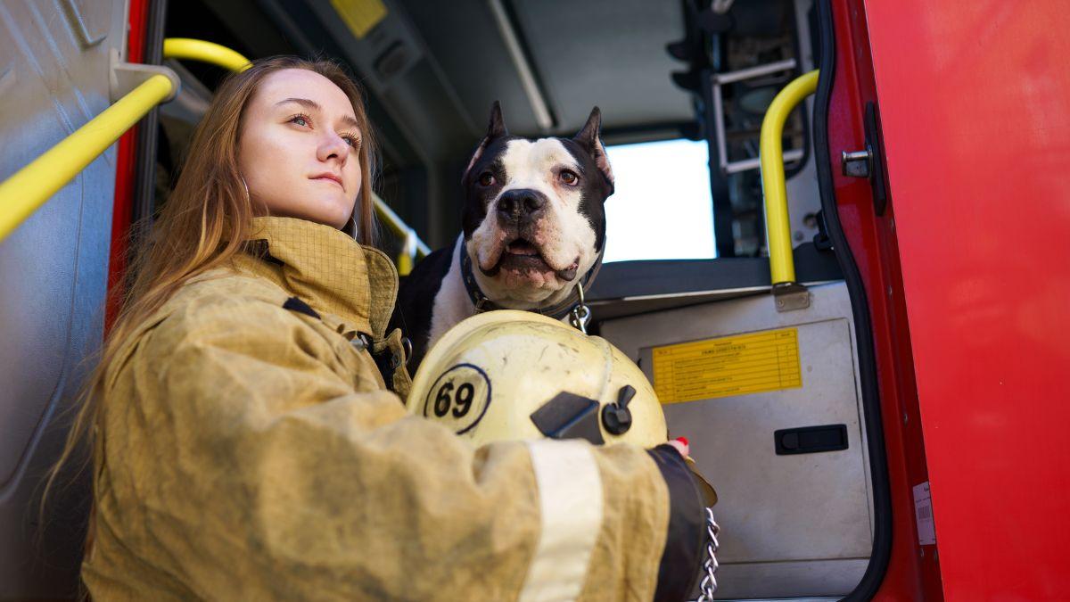 Así trabajan los perros de rescate para encontrar personas en un terreno arrasado por el fuego
