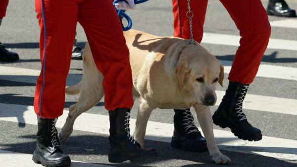 Así trabajan los perros de rescate para encontrar personas en un terreno arrasado por el fuego - Cómo encuentran los perros el olor de una persona entre el humo y las cenizas de un incendio
