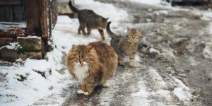 ¿Los gatos pueden dormir afuera en invierno?