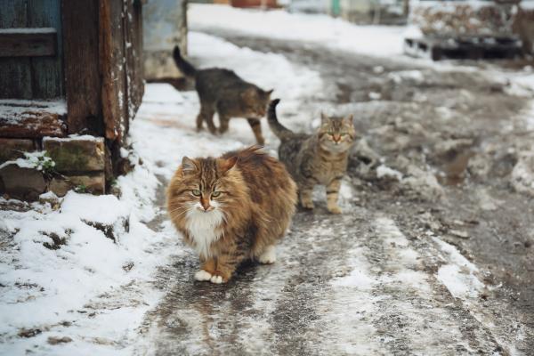 ¿Los gatos pueden dormir afuera en invierno?