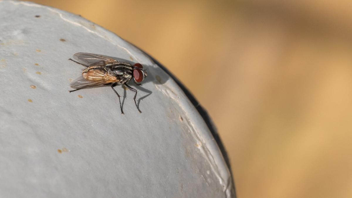 ¿Qué comen las moscas?